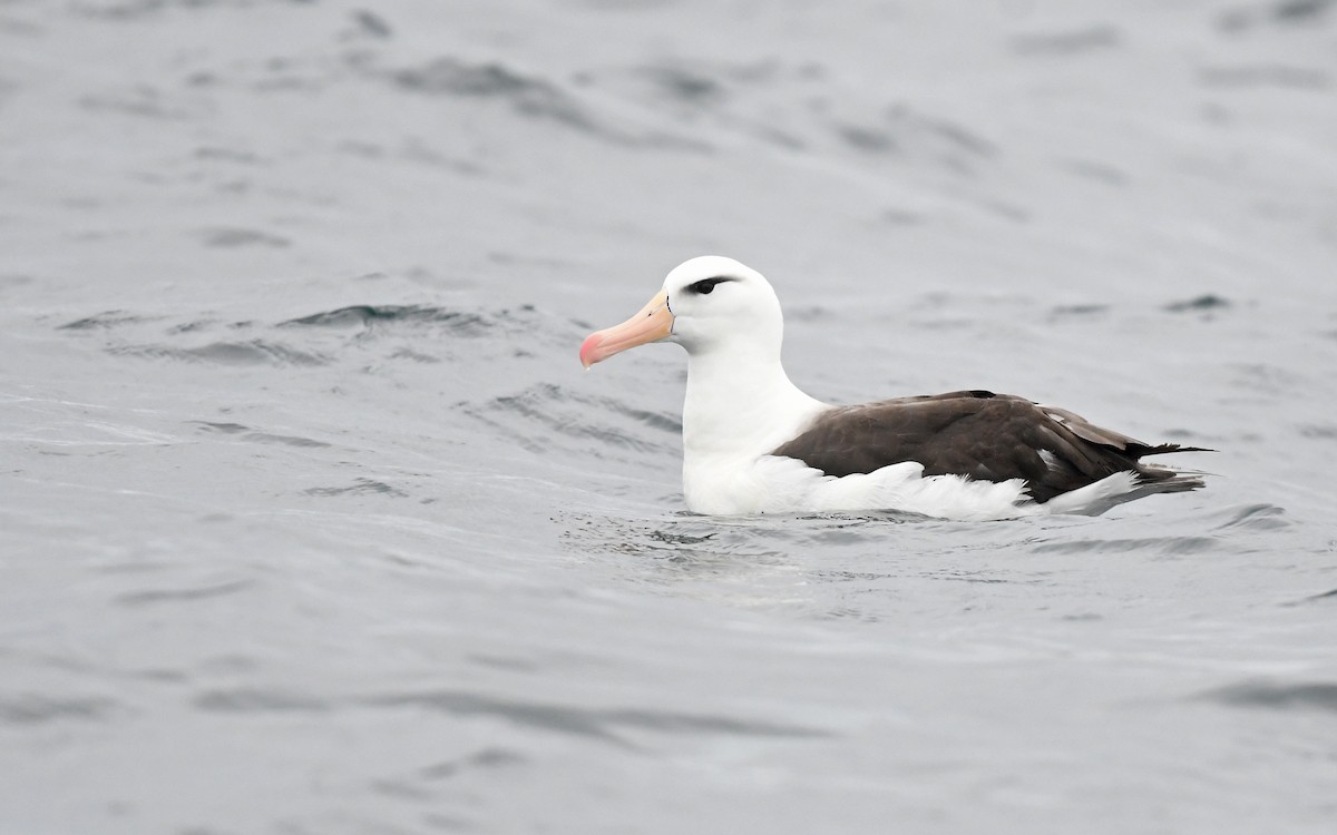Black-browed Albatross (Black-browed) - ML617816950