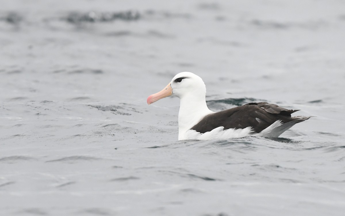 Black-browed Albatross (Black-browed) - ML617816951