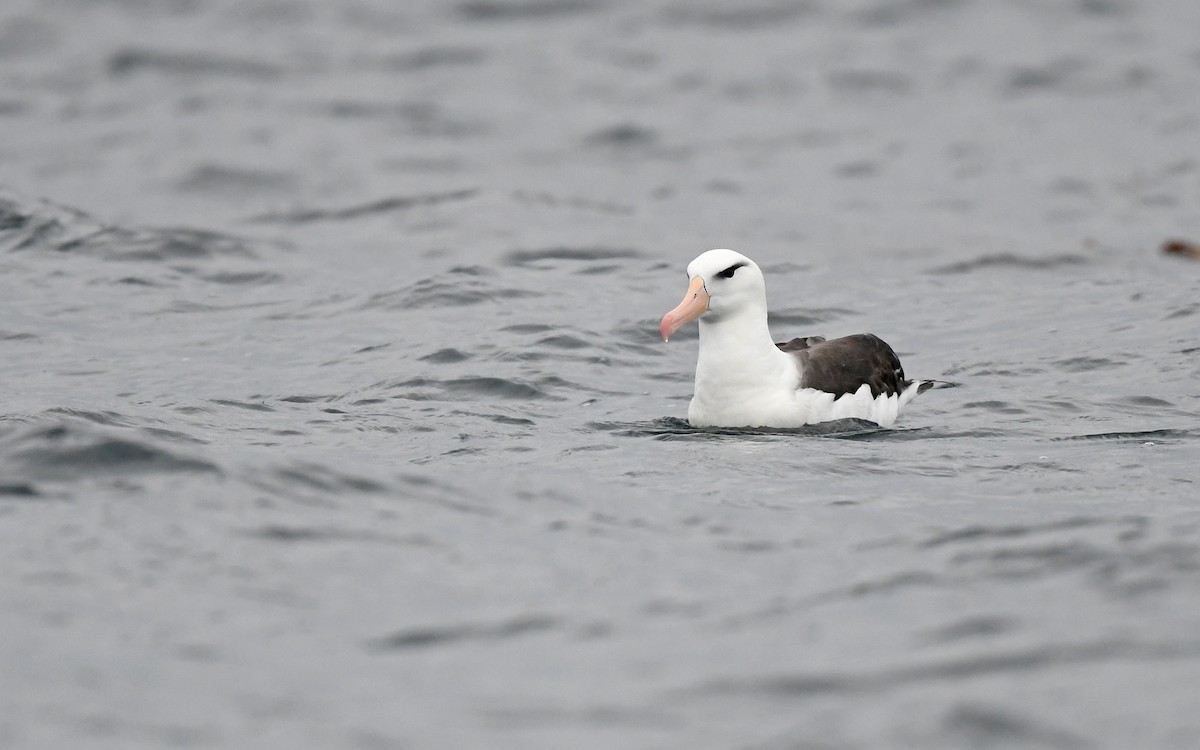 Black-browed Albatross (Black-browed) - ML617816952