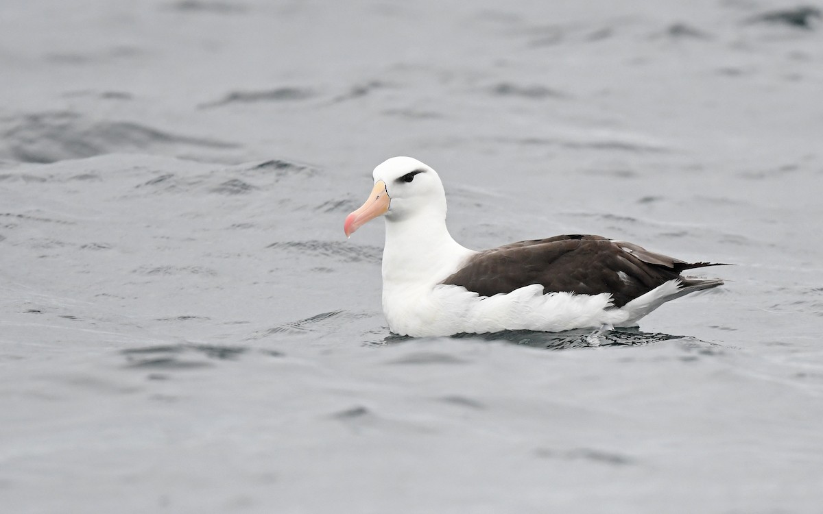 Black-browed Albatross (Black-browed) - ML617816953