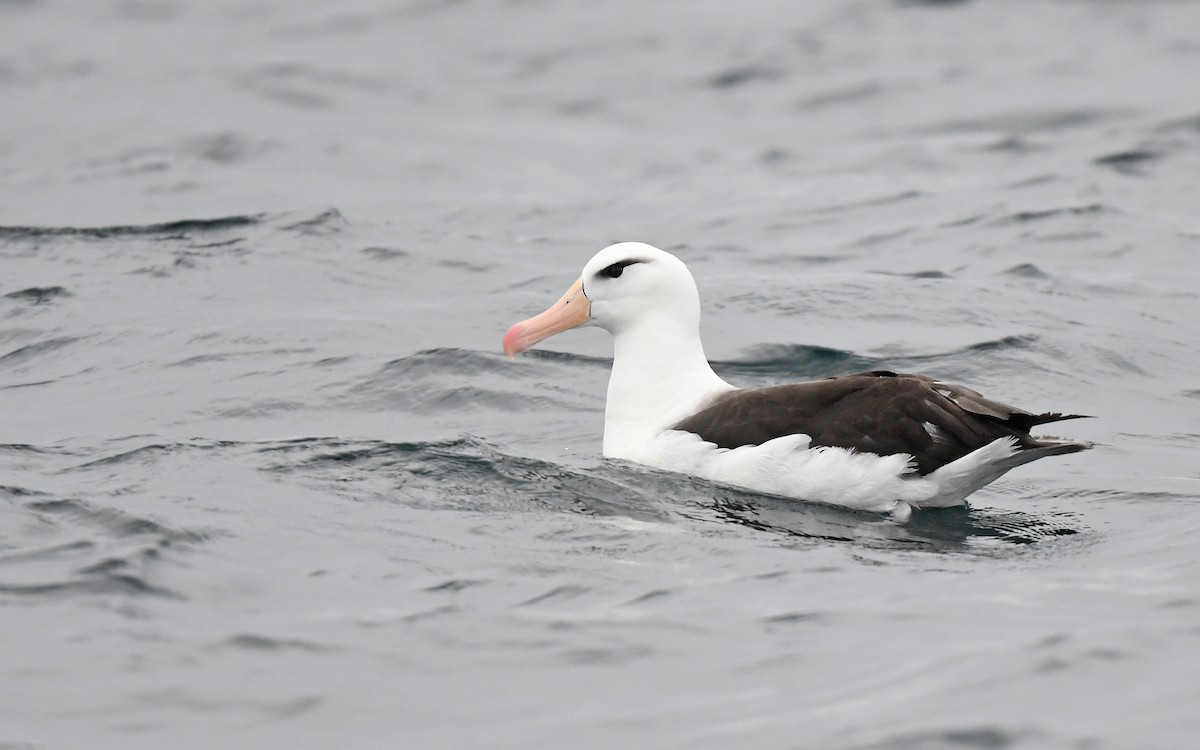 Black-browed Albatross (Black-browed) - ML617816954