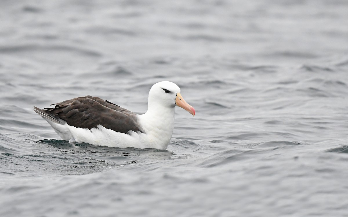 Black-browed Albatross (Black-browed) - ML617816955