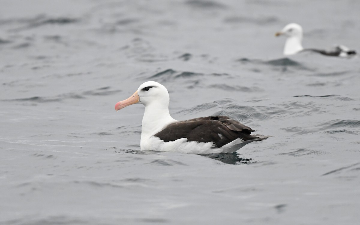 Black-browed Albatross (Black-browed) - ML617816956