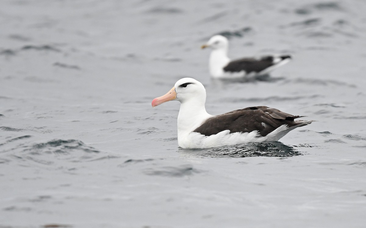 Black-browed Albatross (Black-browed) - ML617816958