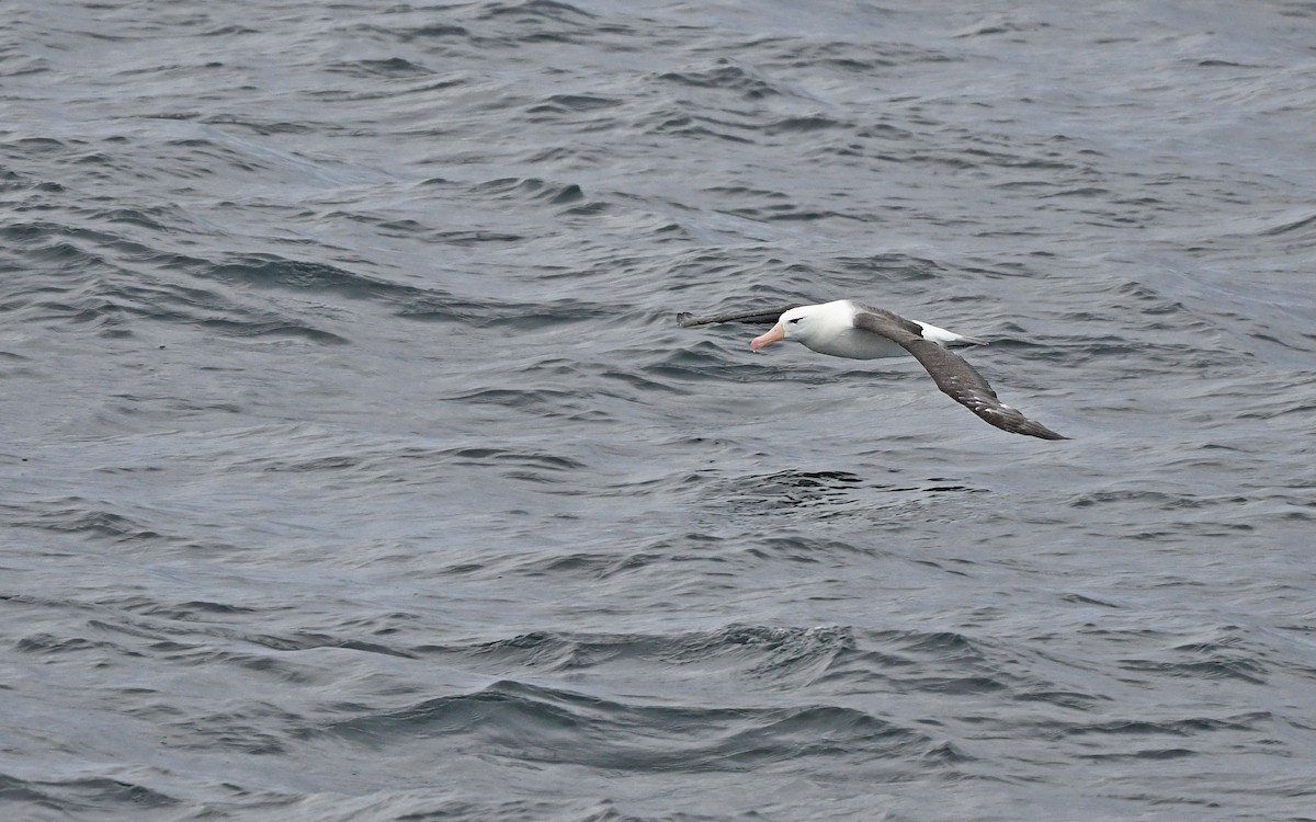 Black-browed Albatross - ML617816976
