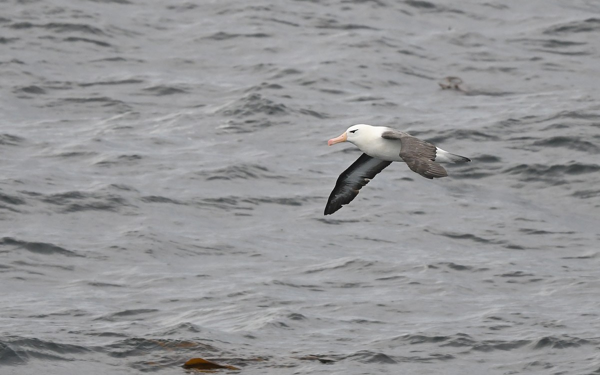 Black-browed Albatross - ML617816977