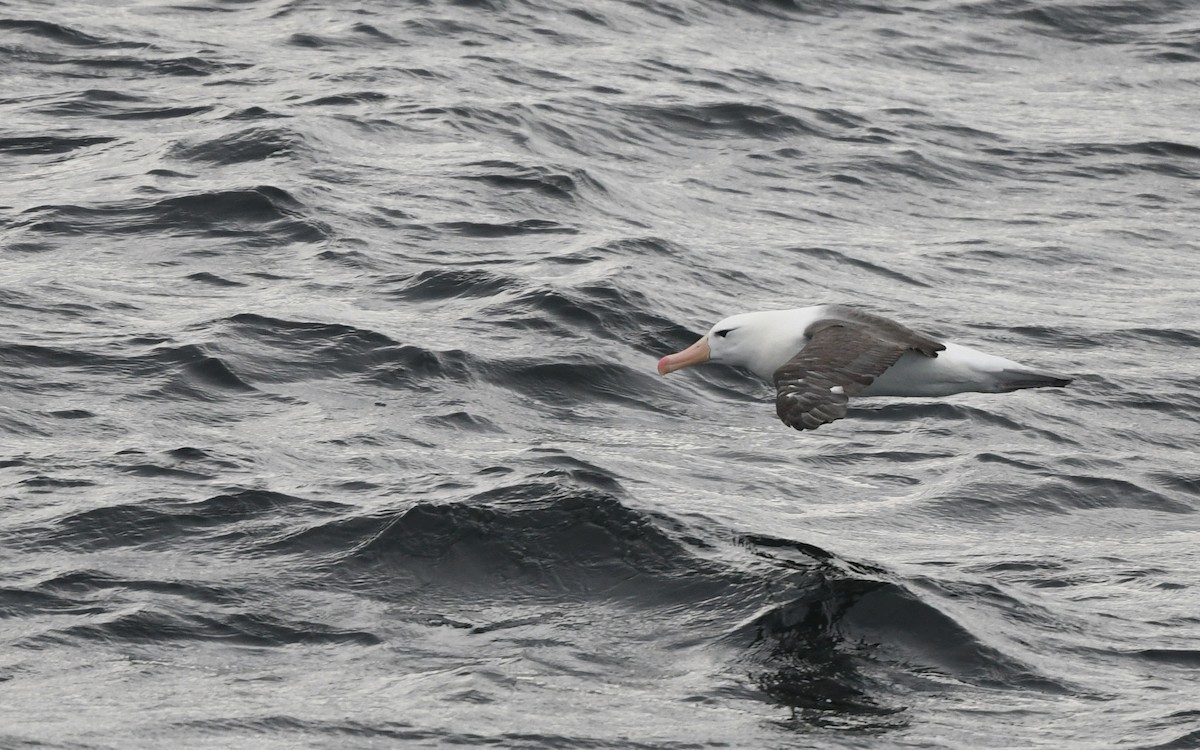 albatros černobrvý - ML617816978