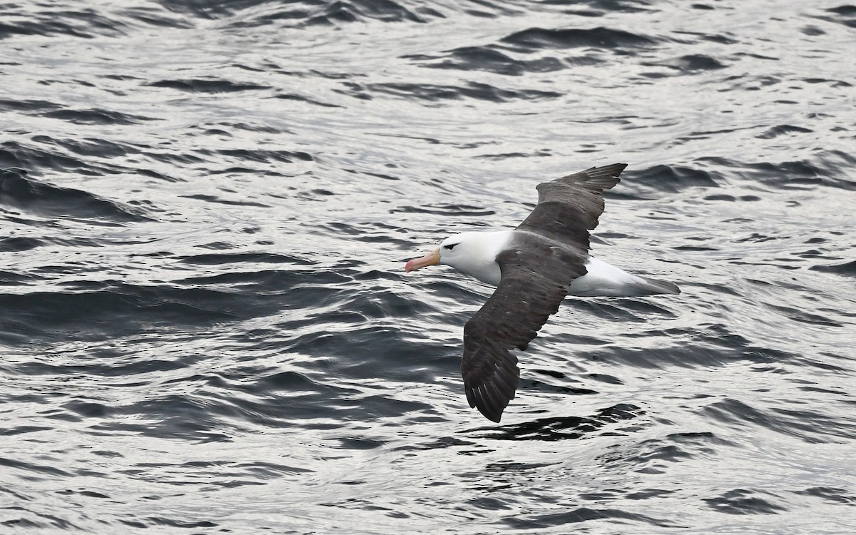 Black-browed Albatross - ML617816979