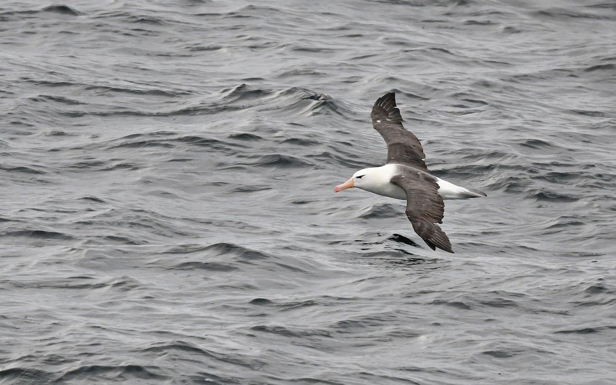 Black-browed Albatross - ML617816980