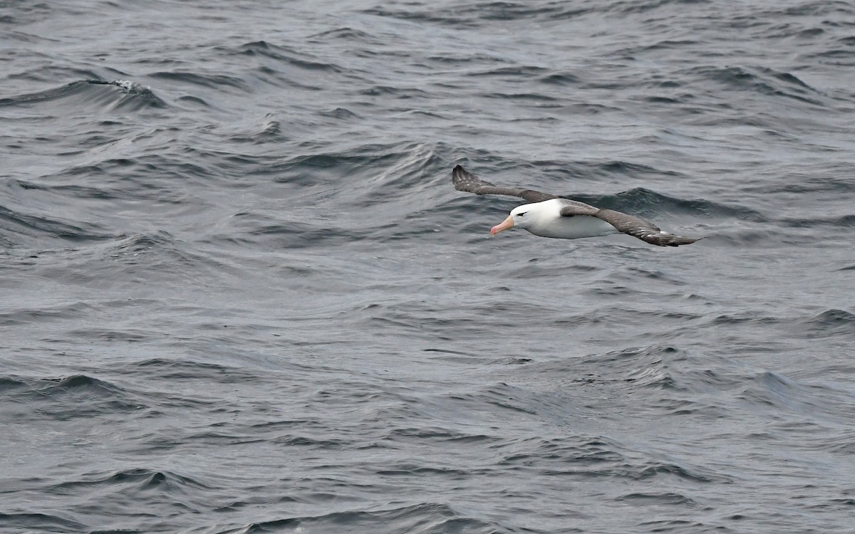 Black-browed Albatross - ML617816981