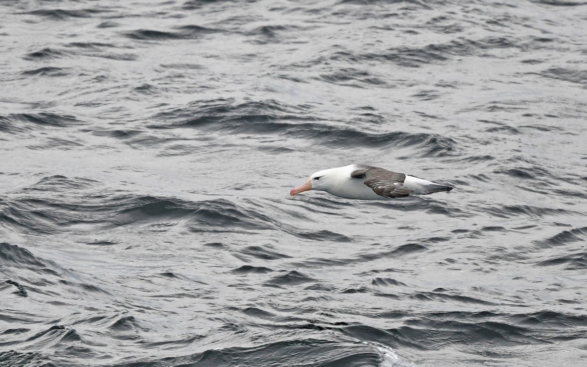 albatros černobrvý - ML617816982