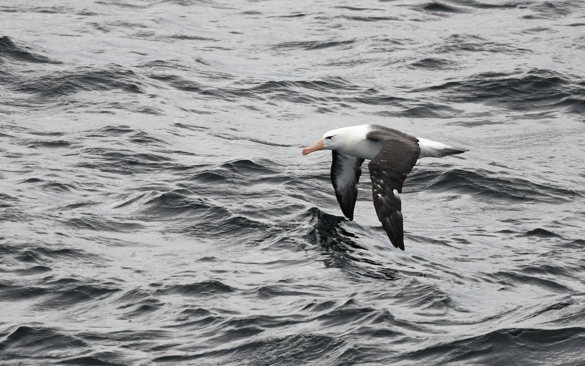 albatros černobrvý - ML617816983