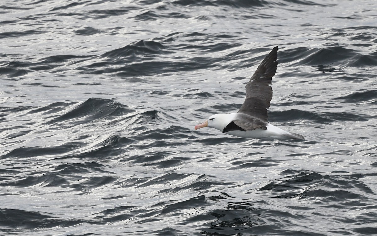 Black-browed Albatross - ML617816984