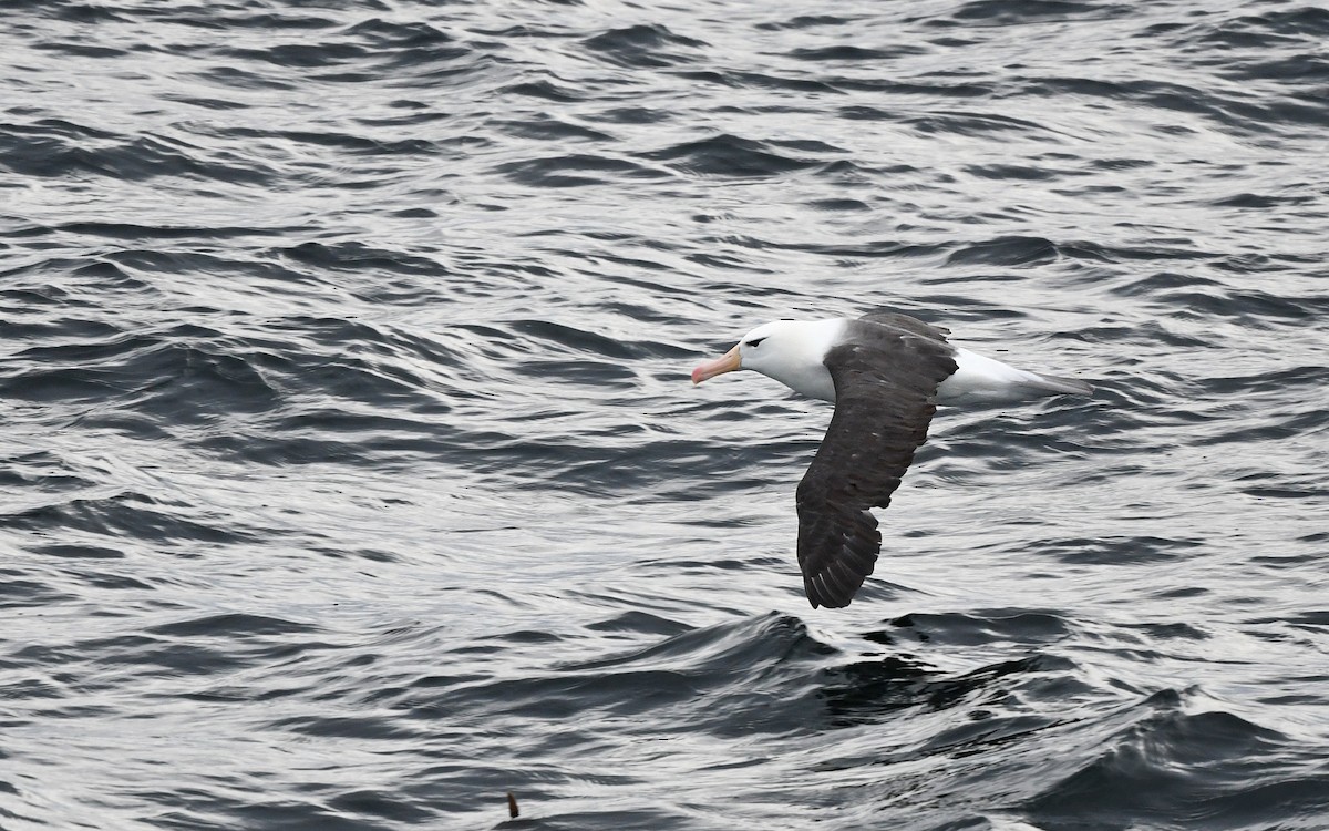 Black-browed Albatross - ML617816985