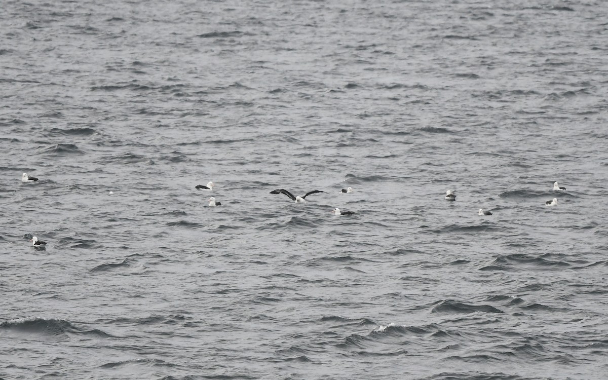 Black-browed Albatross - ML617816986