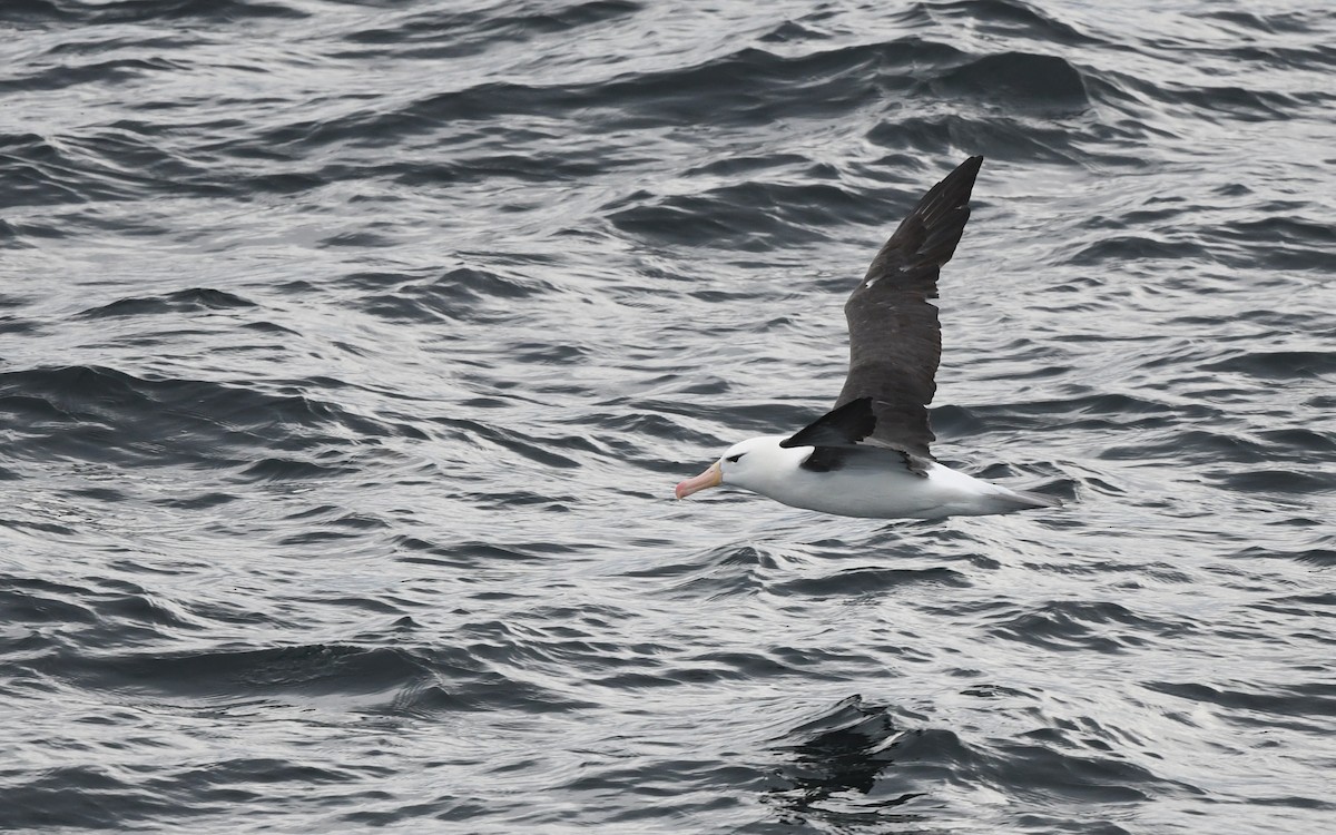 albatros černobrvý - ML617816987