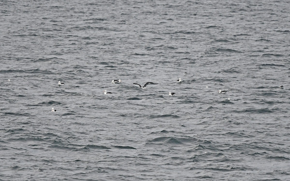 Black-browed Albatross - ML617816988