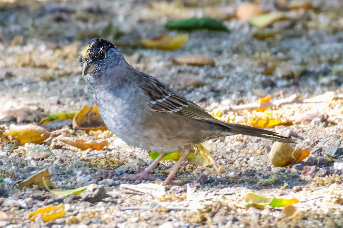 Golden-crowned Sparrow - ML617816998