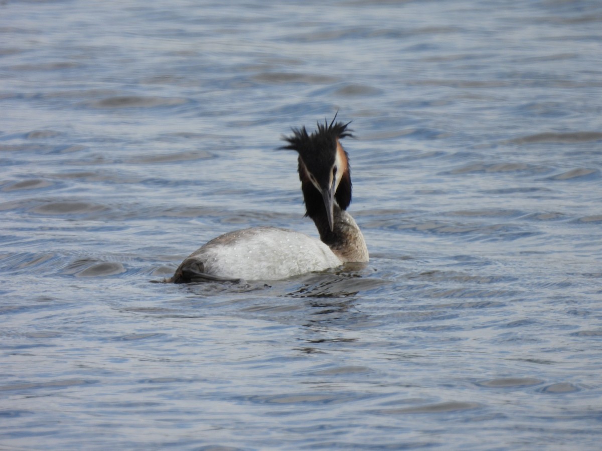 Great Crested Grebe - ML617816999
