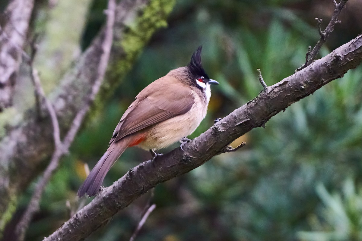 Red-whiskered Bulbul - Pete Yang