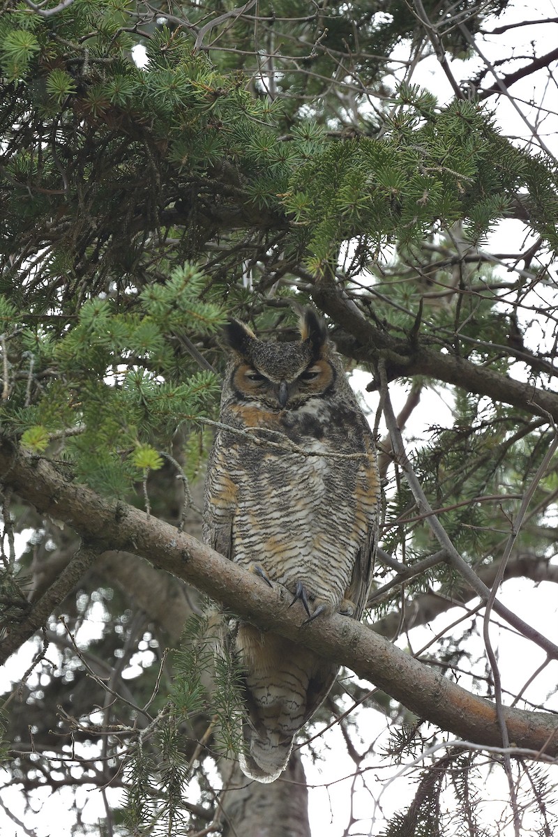 Great Horned Owl - ML617817040