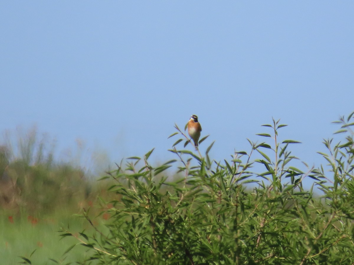 Whinchat - ML617817044