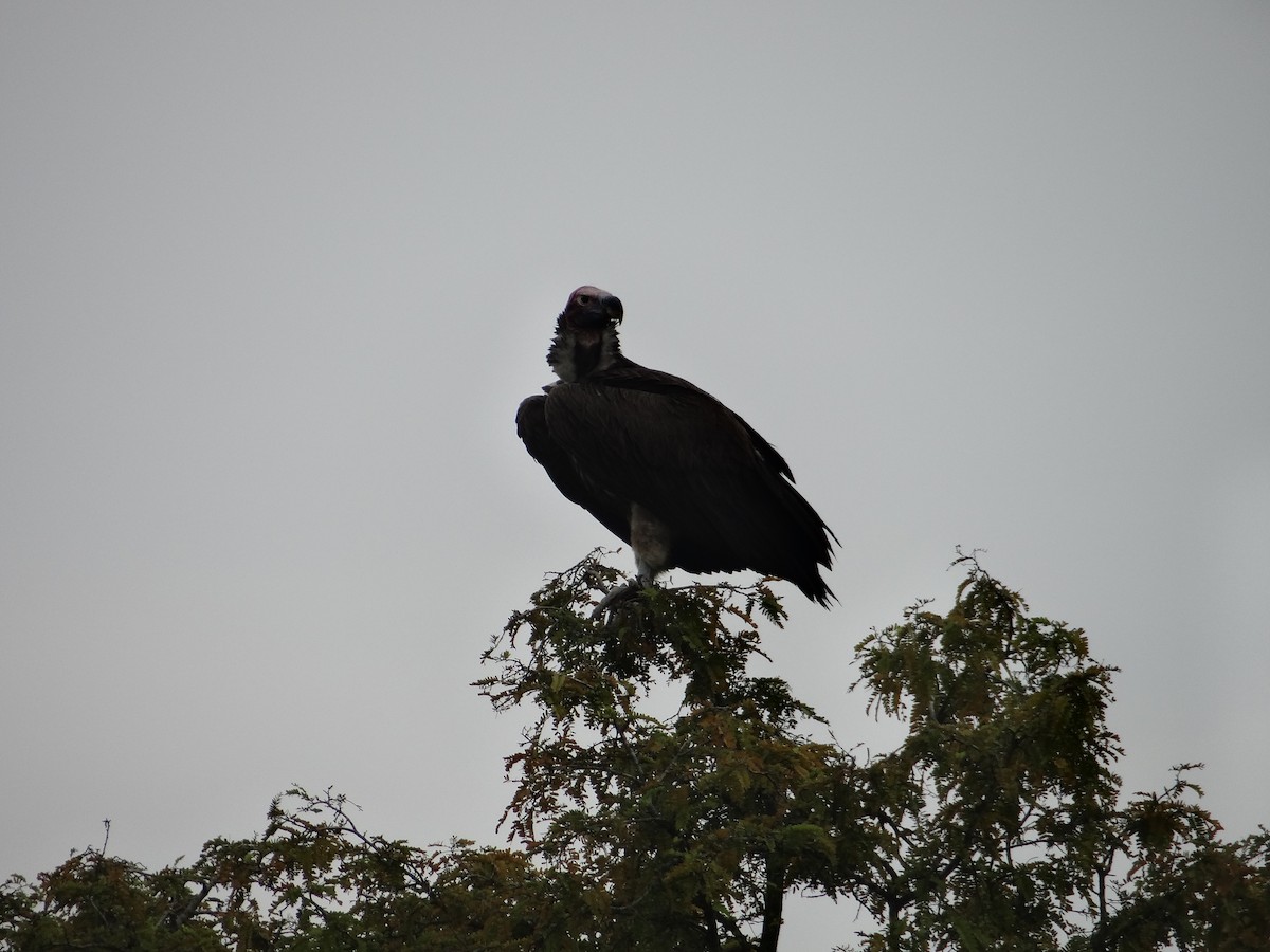 Lappet-faced Vulture - ML617817045