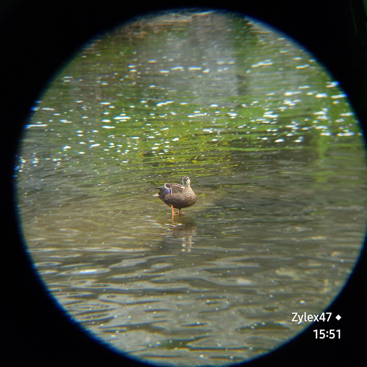 Eastern Spot-billed Duck - Dusky Thrush
