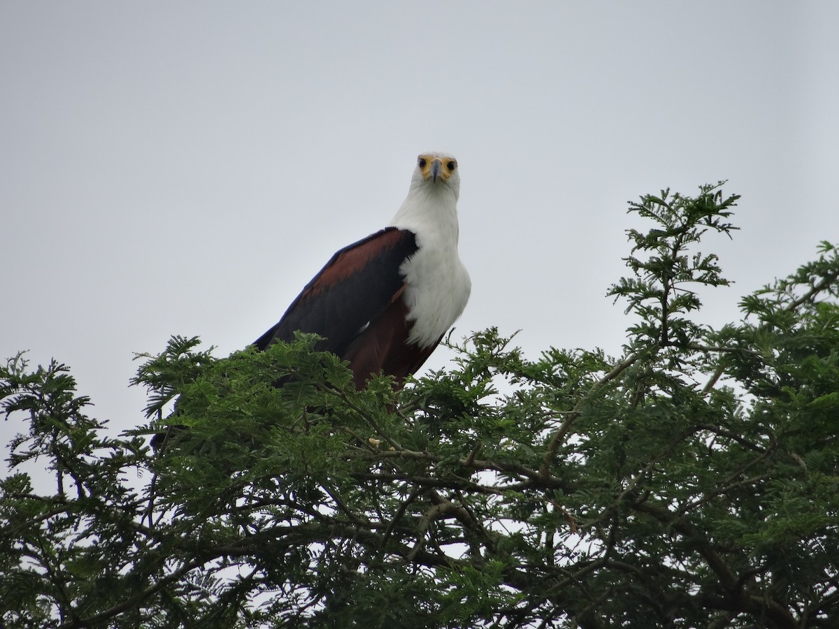 African Fish-Eagle - ML617817133