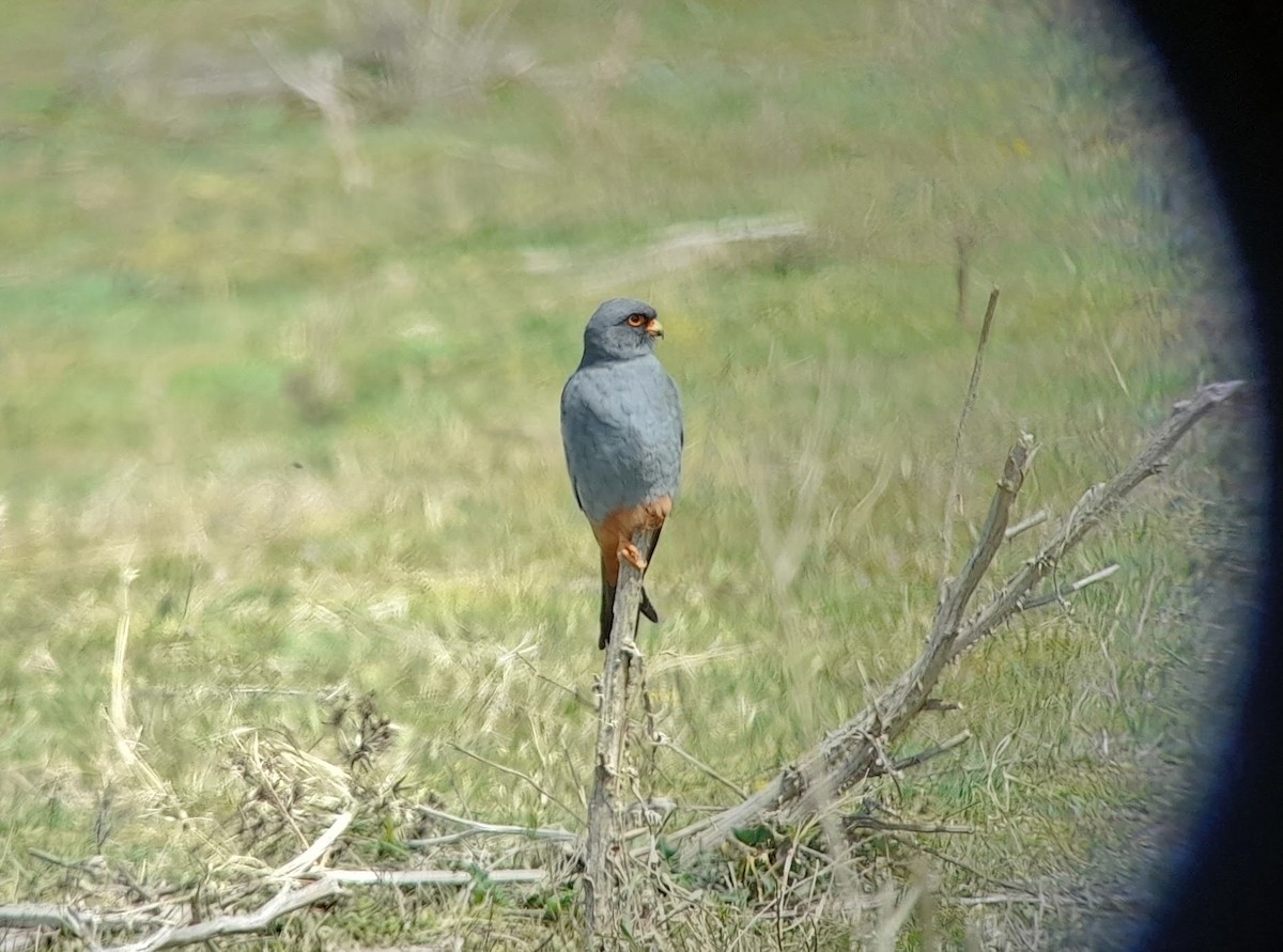 Red-footed Falcon - ML617817146