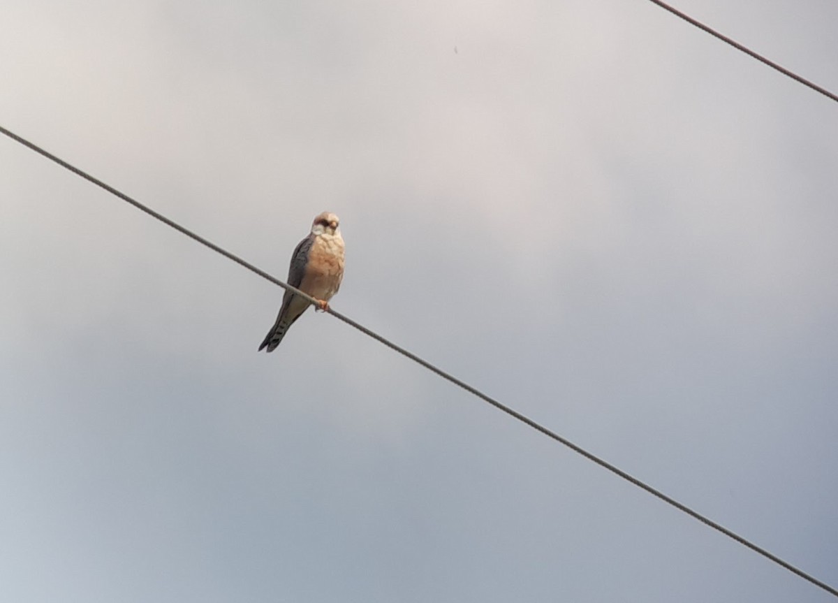 Red-footed Falcon - ML617817147