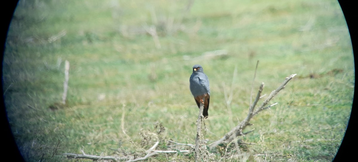 Red-footed Falcon - ML617817150