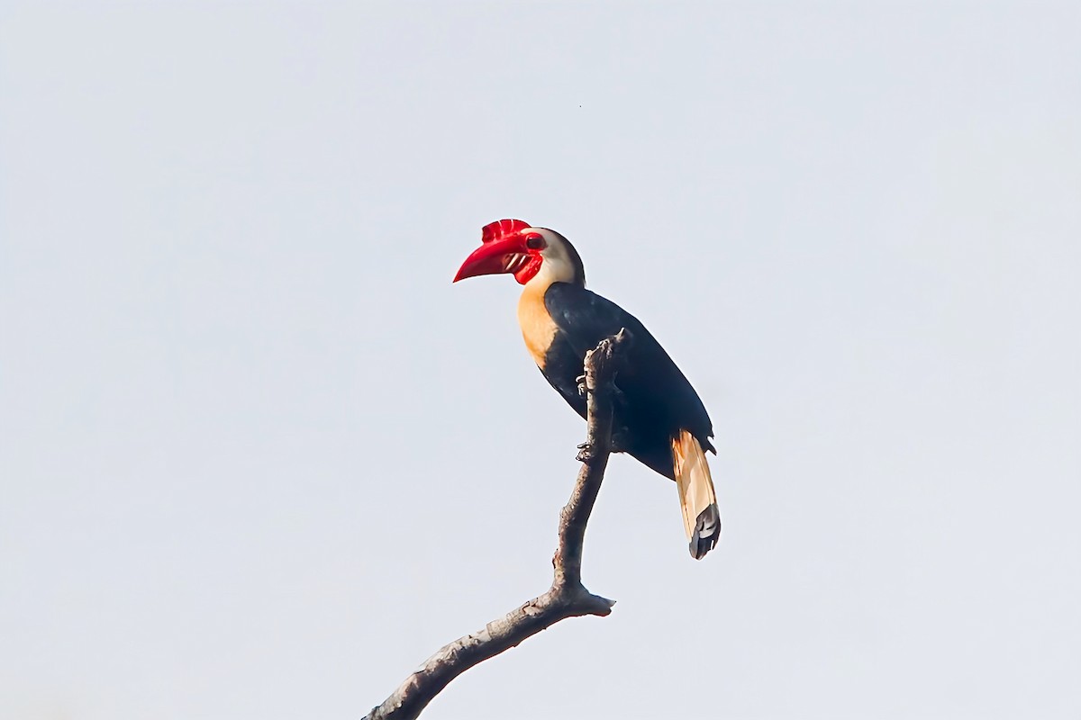 Writhed Hornbill - ML617817176