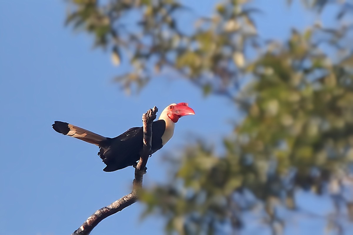 Writhed Hornbill - ML617817177