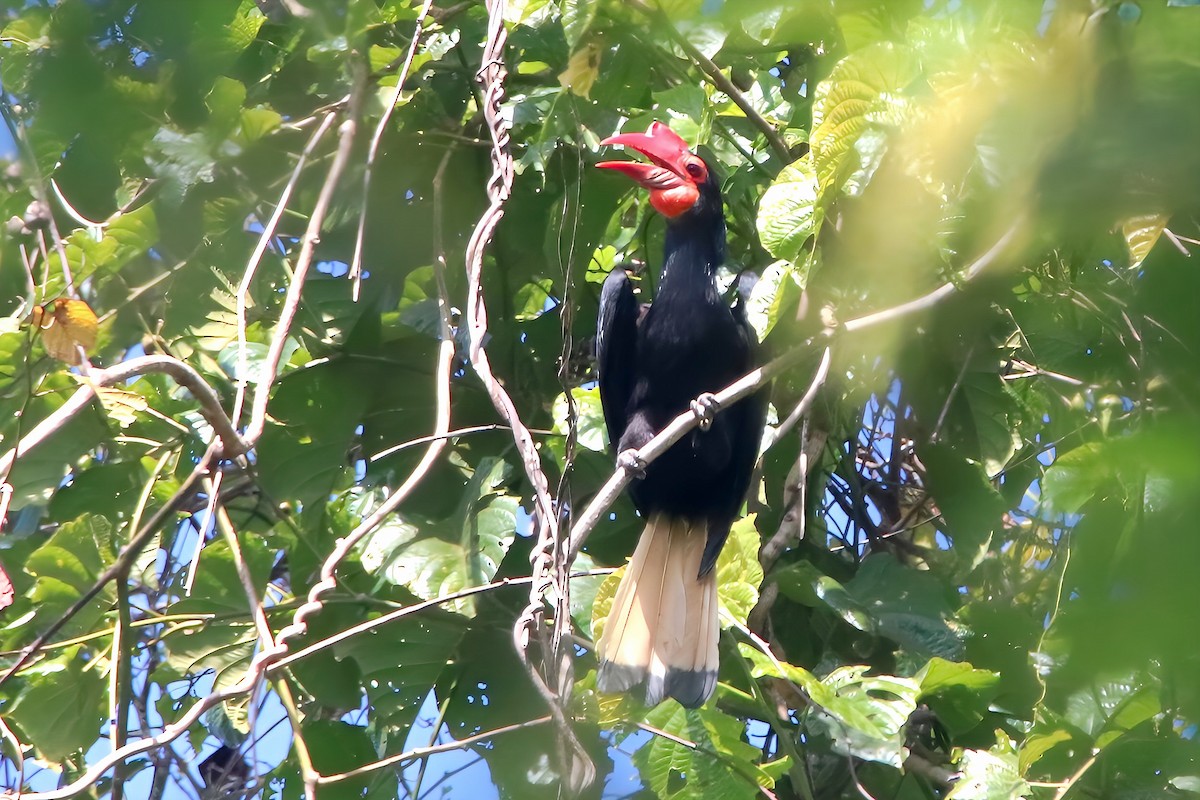 Writhed Hornbill - ML617817178