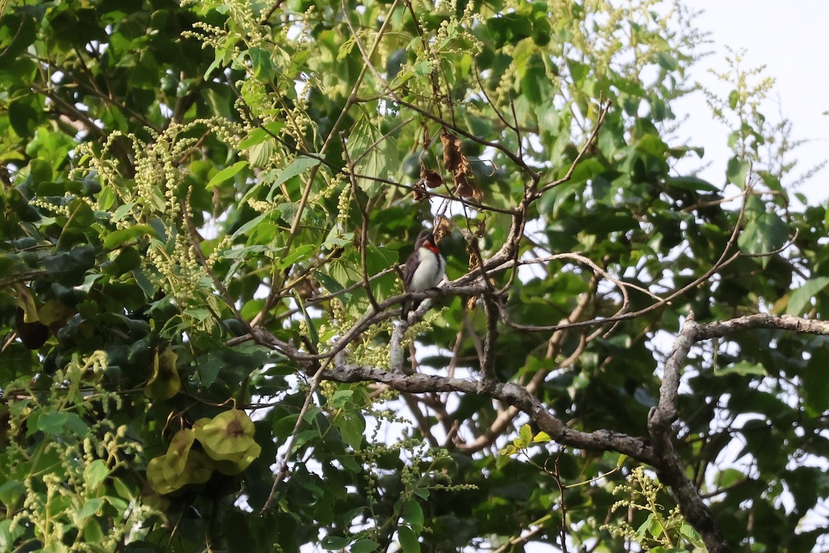 Red-chested Flowerpecker - ML617817198