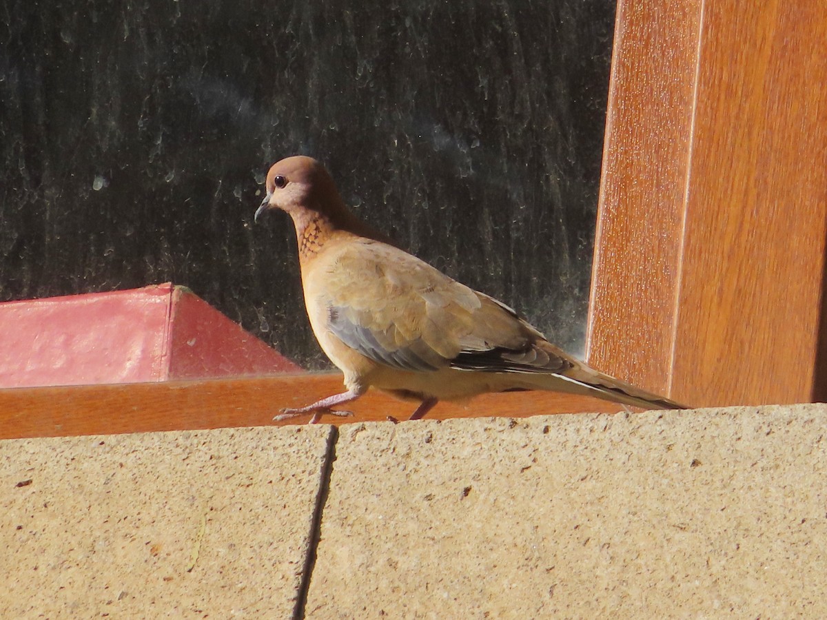 Laughing Dove - ML617817258