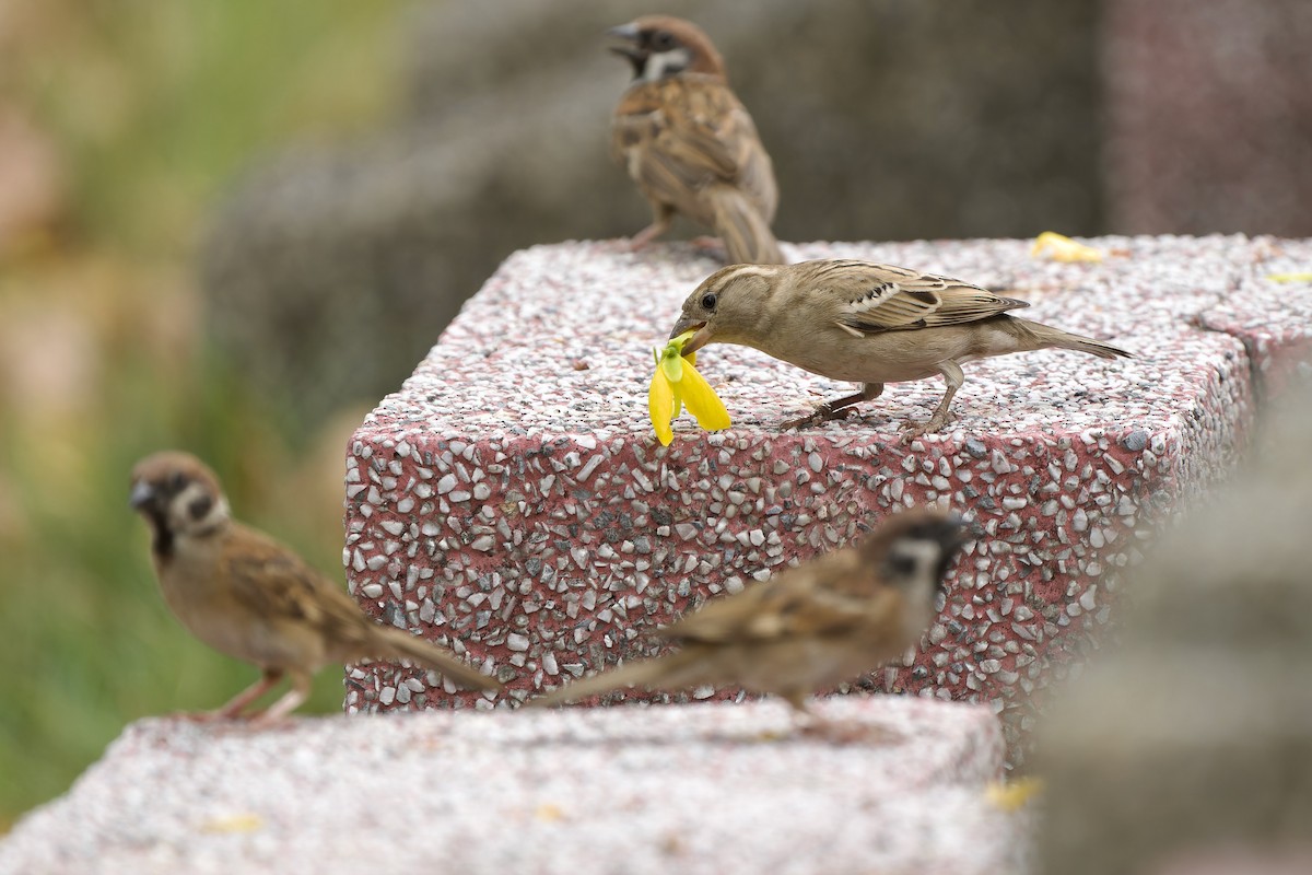 House Sparrow (Indian) - Sam Hambly