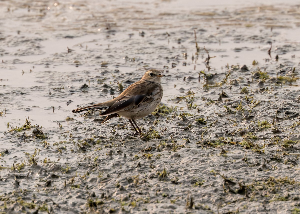 Water Pipit - ML617817268