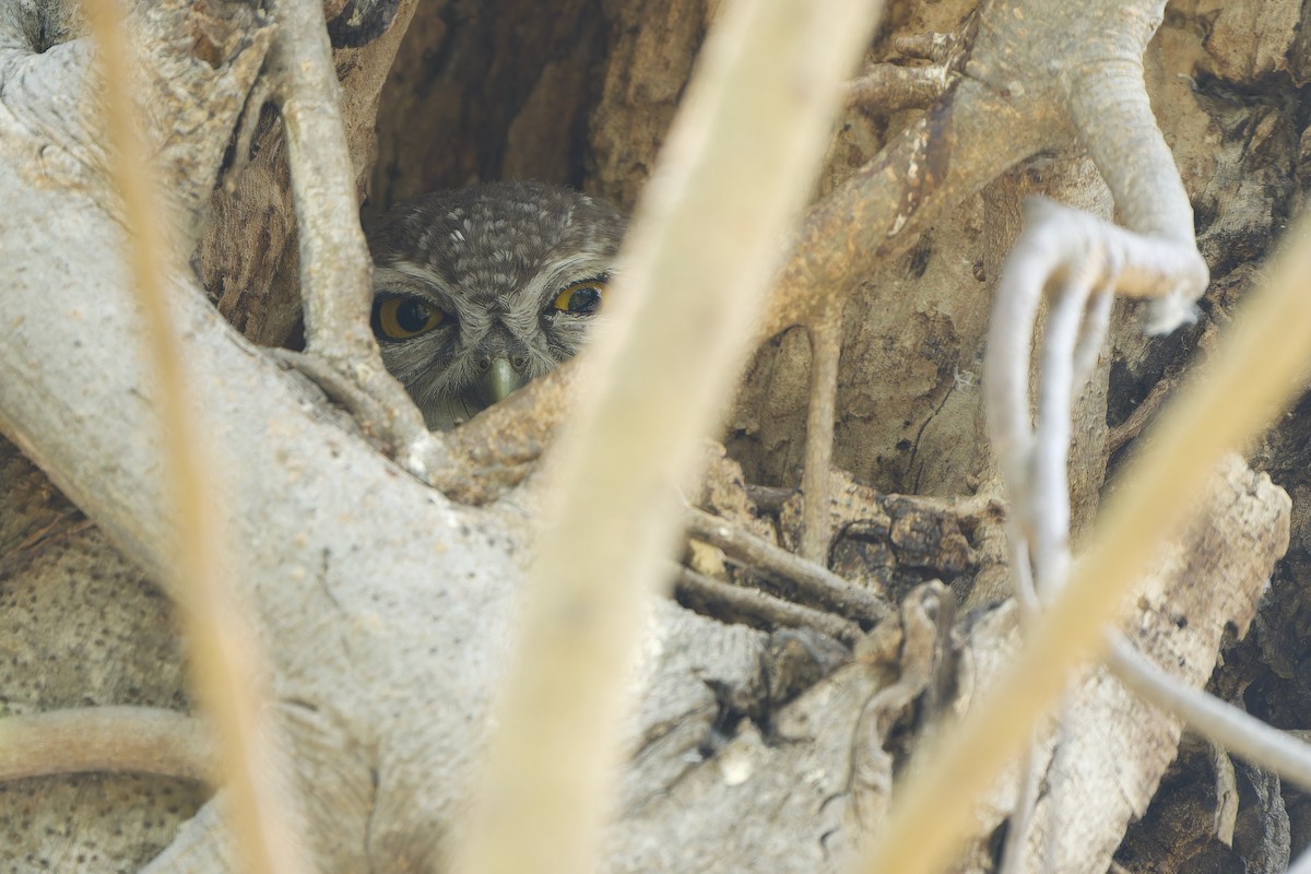 Spotted Owlet - ML617817297