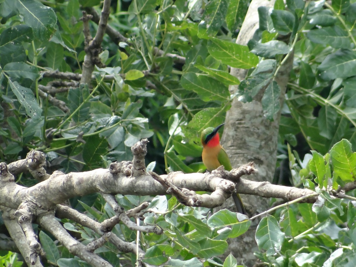 Red-throated Bee-eater - ML617817310