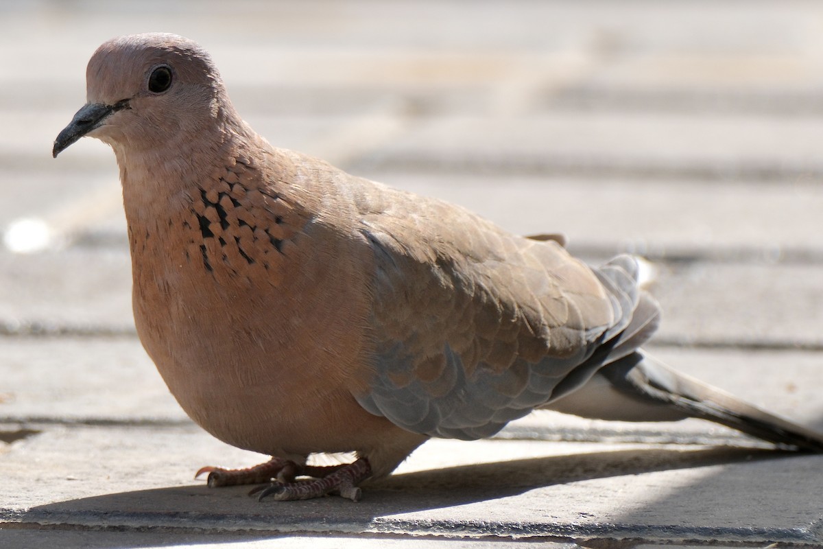 Laughing Dove - ML617817322