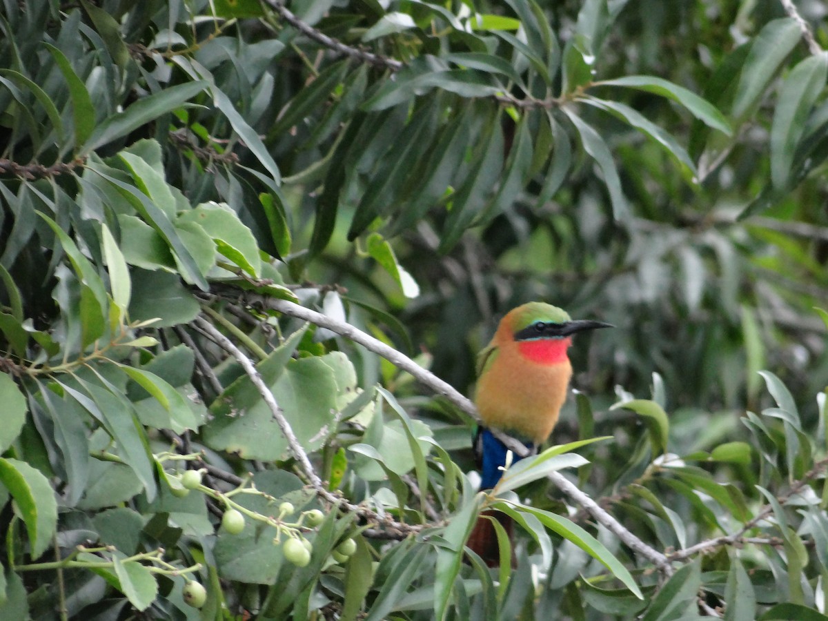 Red-throated Bee-eater - ML617817333