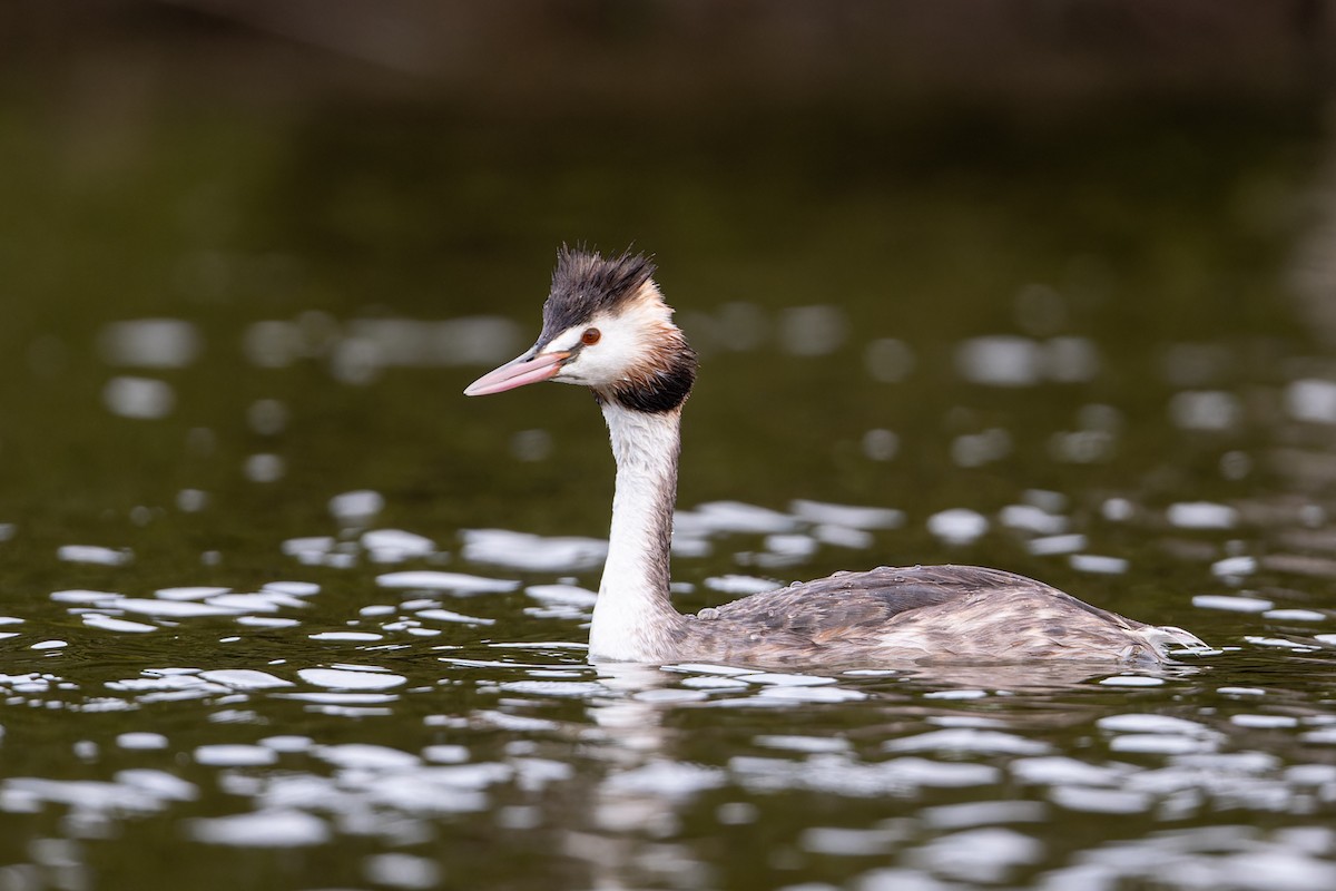 Great Crested Grebe - ML617817379