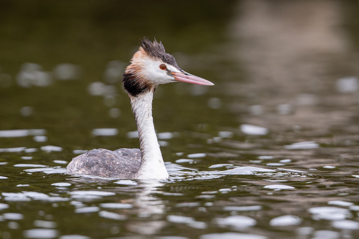 Great Crested Grebe - ML617817380