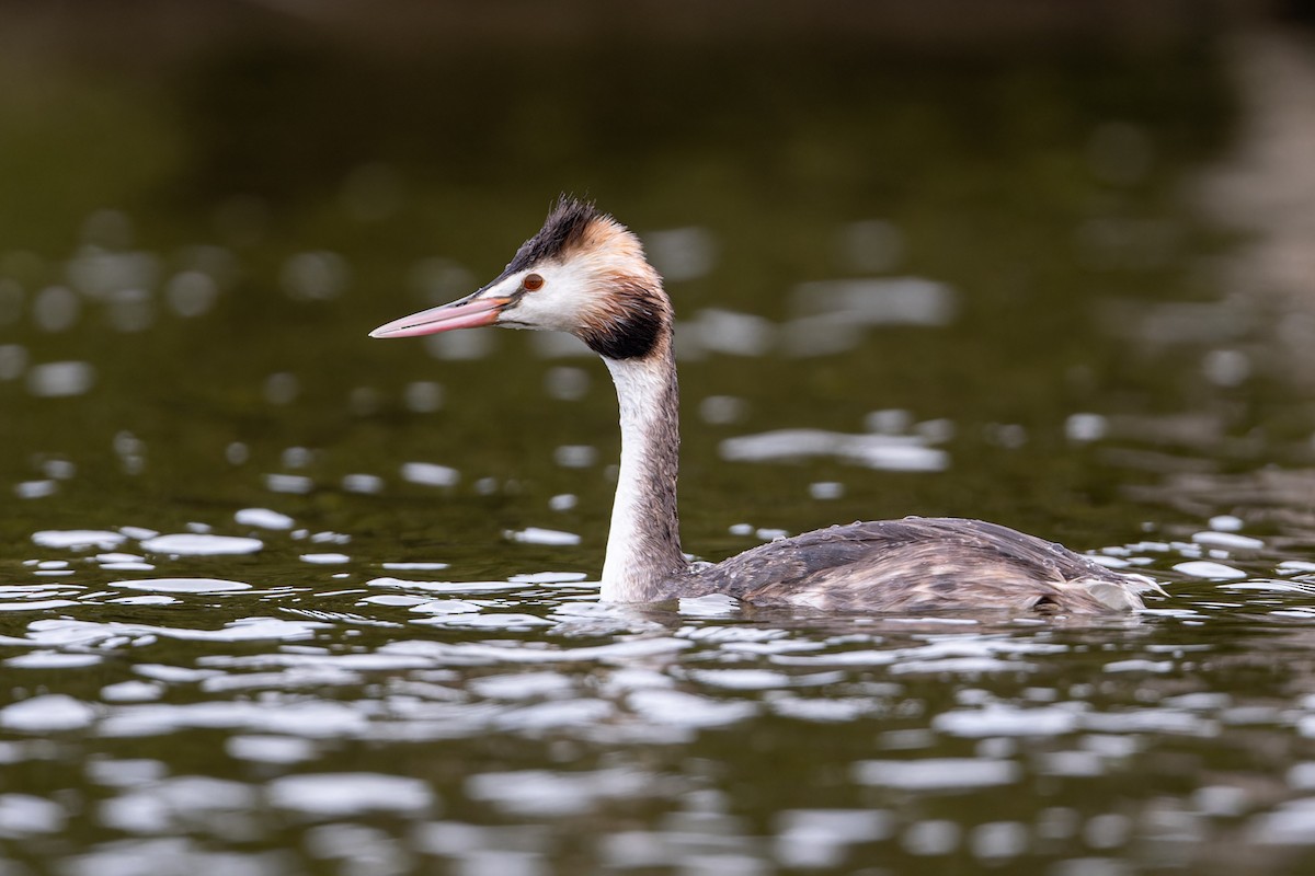 Great Crested Grebe - ML617817381