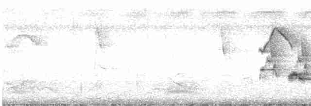 Белогорлая веерохвостка - ML617817403