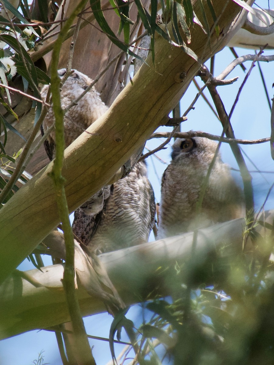Great Horned Owl - ML617817406