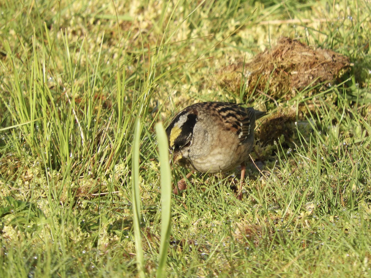 Golden-crowned Sparrow - ML617817443