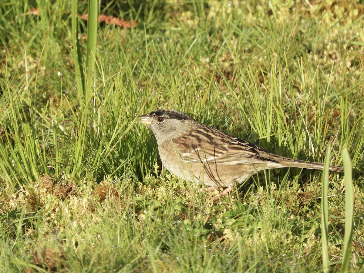 Golden-crowned Sparrow - ML617817444
